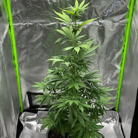 Purple Lemonade FF growlog timeline photo