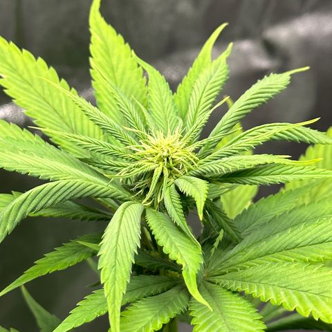 Purple Lemonade FF growlog timeline photo