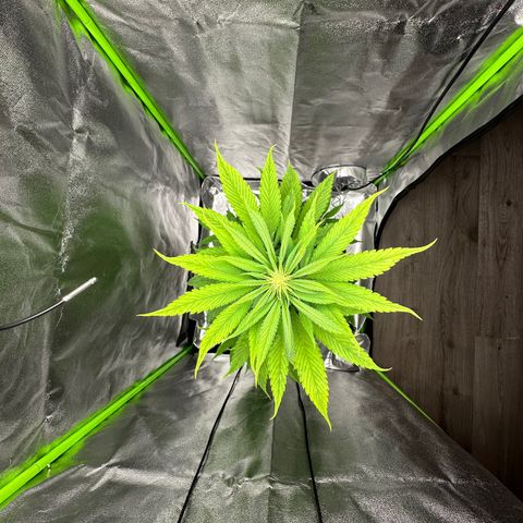 Purple Lemonade FF growlog timeline photo