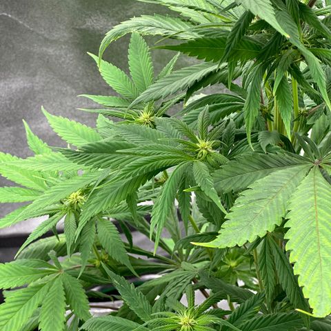 Purple Lemonade FF growlog timeline photo