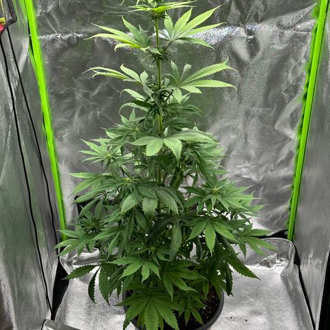 Purple Lemonade FF growlog timeline photo
