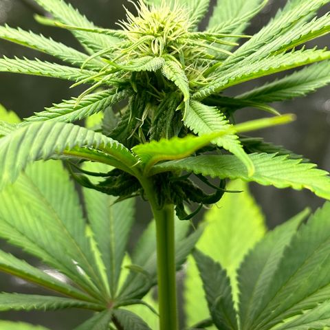 Purple Lemonade FF growlog timeline photo