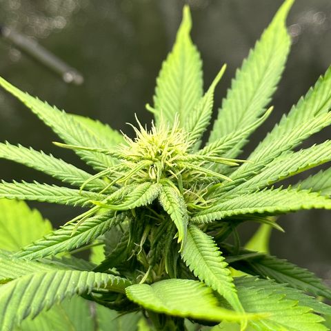 Purple Lemonade FF growlog timeline photo