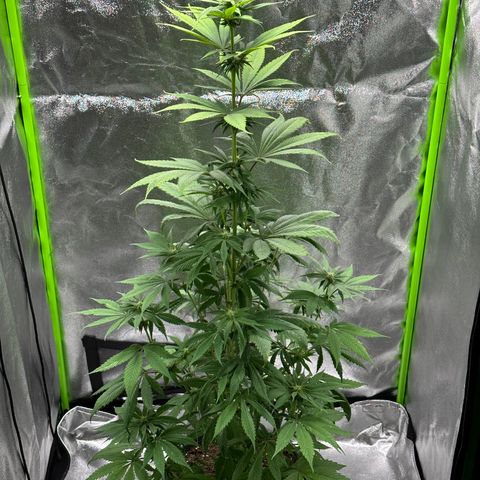 Purple Lemonade FF growlog timeline photo