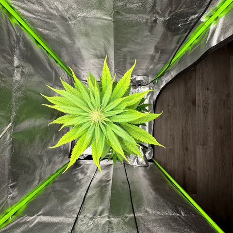 Purple Lemonade FF growlog timeline photo