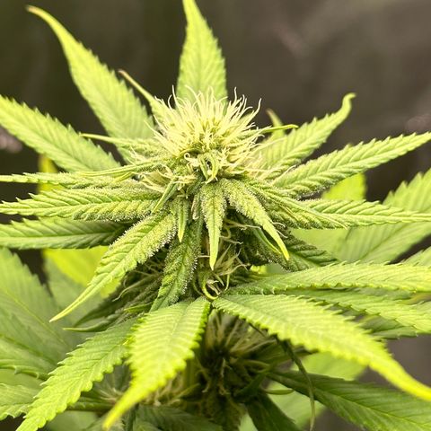 Purple Lemonade FF growlog timeline photo