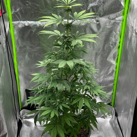 Purple Lemonade FF growlog timeline photo