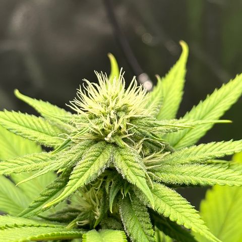 Purple Lemonade FF growlog timeline photo