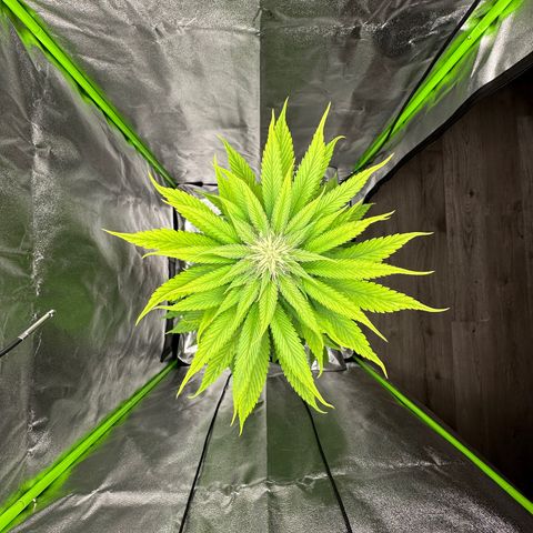 Purple Lemonade FF growlog timeline photo