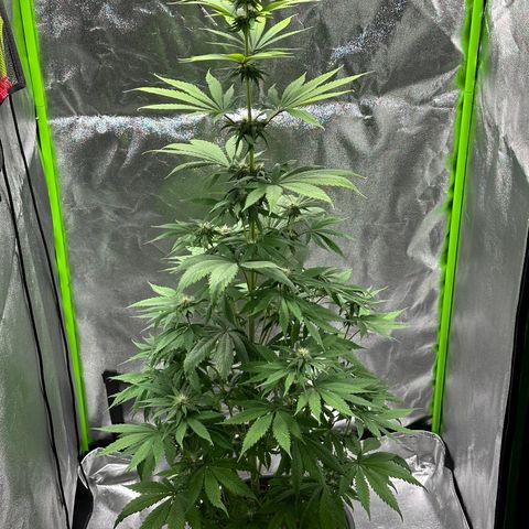Purple Lemonade FF growlog timeline photo