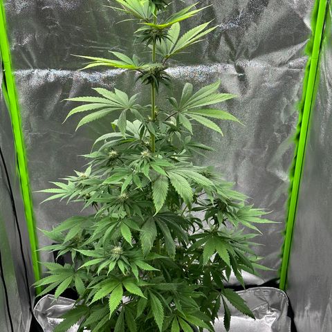 Purple Lemonade FF growlog timeline photo