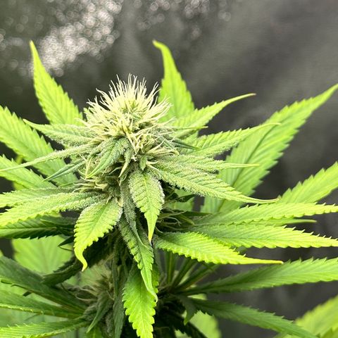 Purple Lemonade FF growlog timeline photo