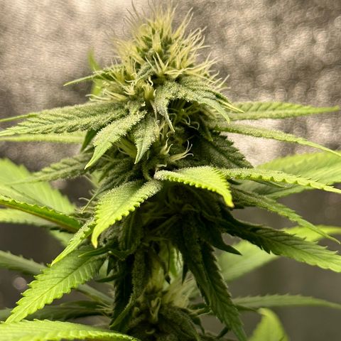 Purple Lemonade FF growlog timeline photo