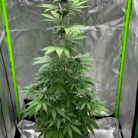 Purple Lemonade FF growlog timeline photo