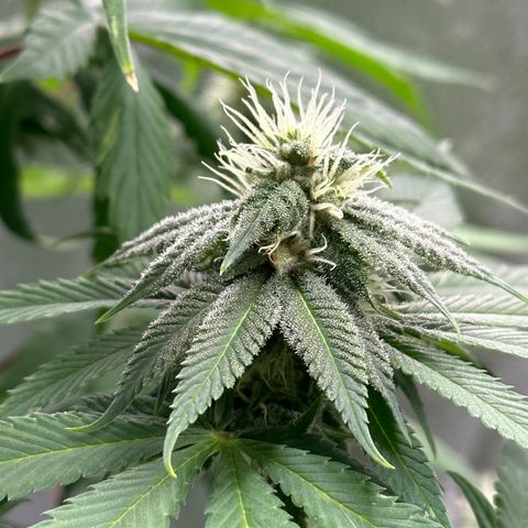 Purple Lemonade FF growlog timeline photo