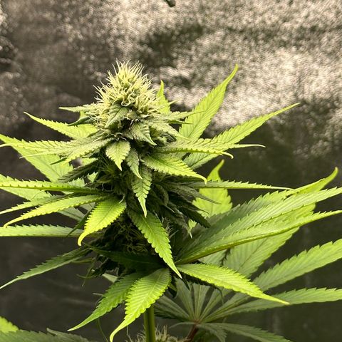 Purple Lemonade FF growlog timeline photo