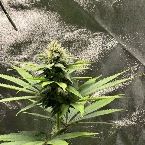 Purple Lemonade FF growlog timeline photo