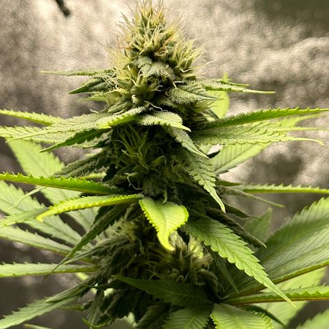 Purple Lemonade FF growlog timeline photo