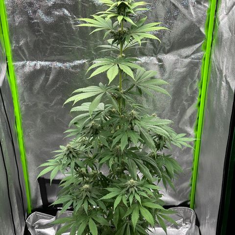 Purple Lemonade FF growlog timeline photo