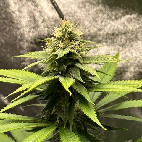 Purple Lemonade FF growlog timeline photo
