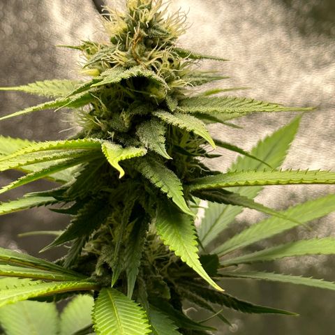 Purple Lemonade FF growlog timeline photo