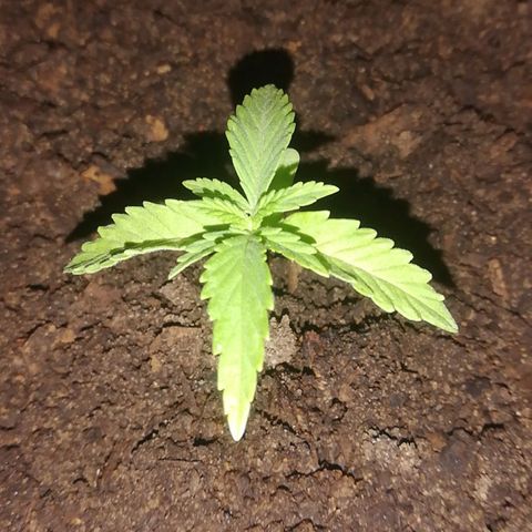 Somango growlog timeline photo