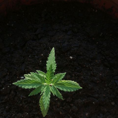Somango growlog timeline photo