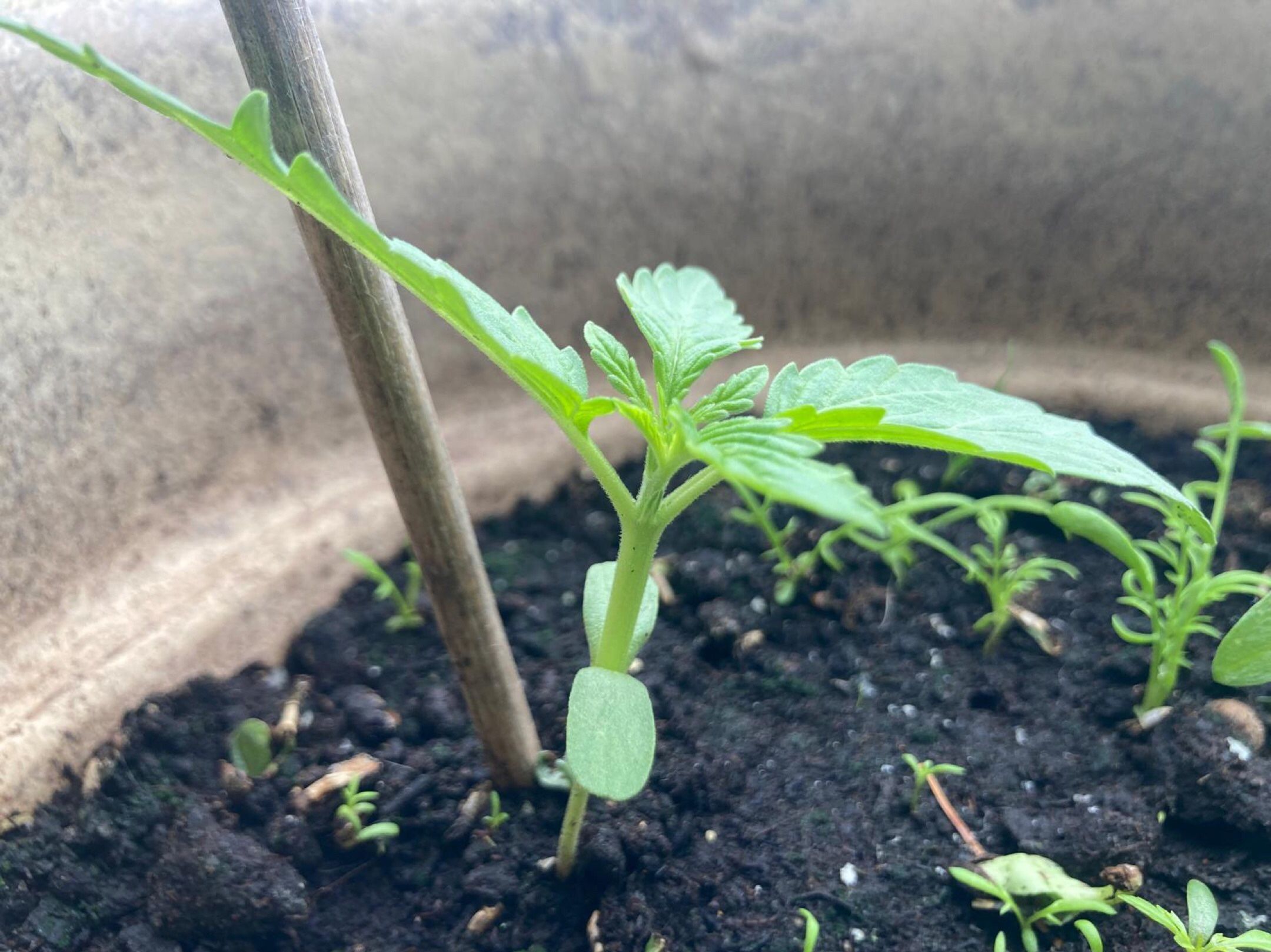 Lemon Wonder Automatic growlog photo 6