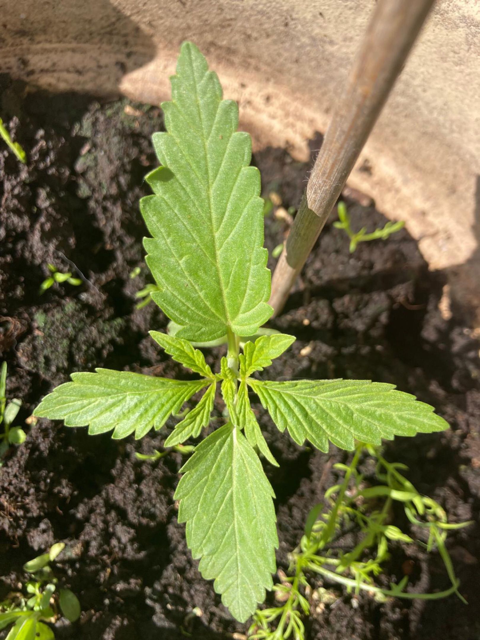 Lemon Wonder Automatic growlog photo 8