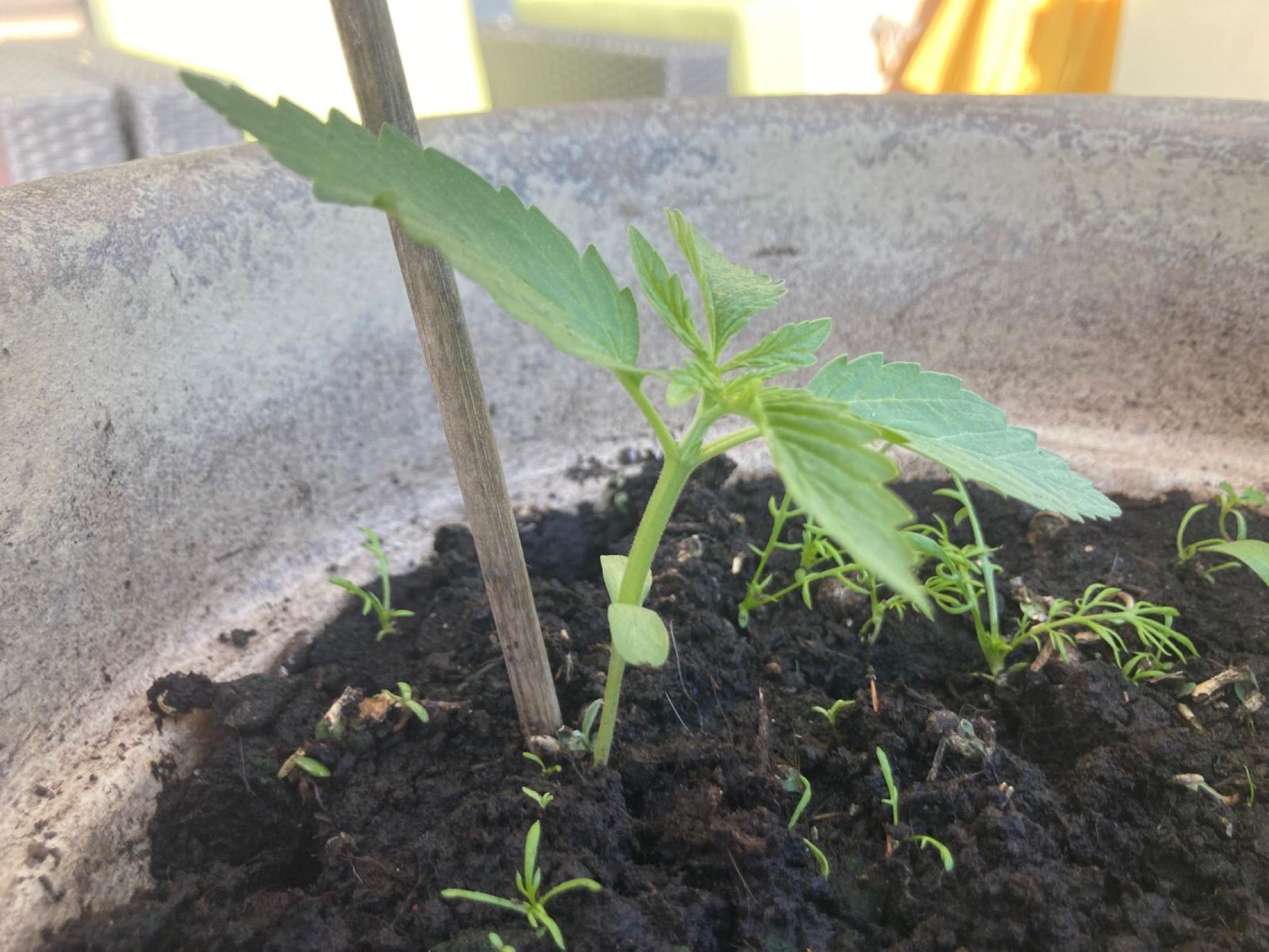 Lemon Wonder Automatic growlog photo 7