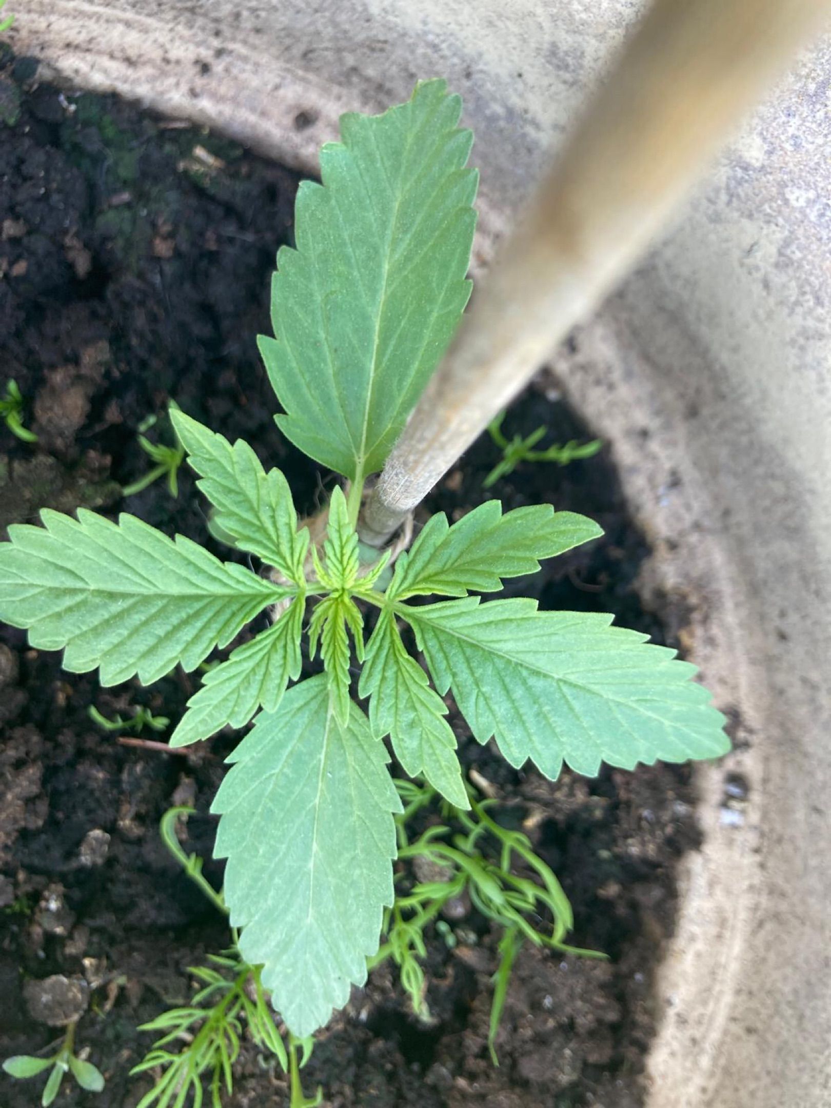 Lemon Wonder Automatic growlog photo 9