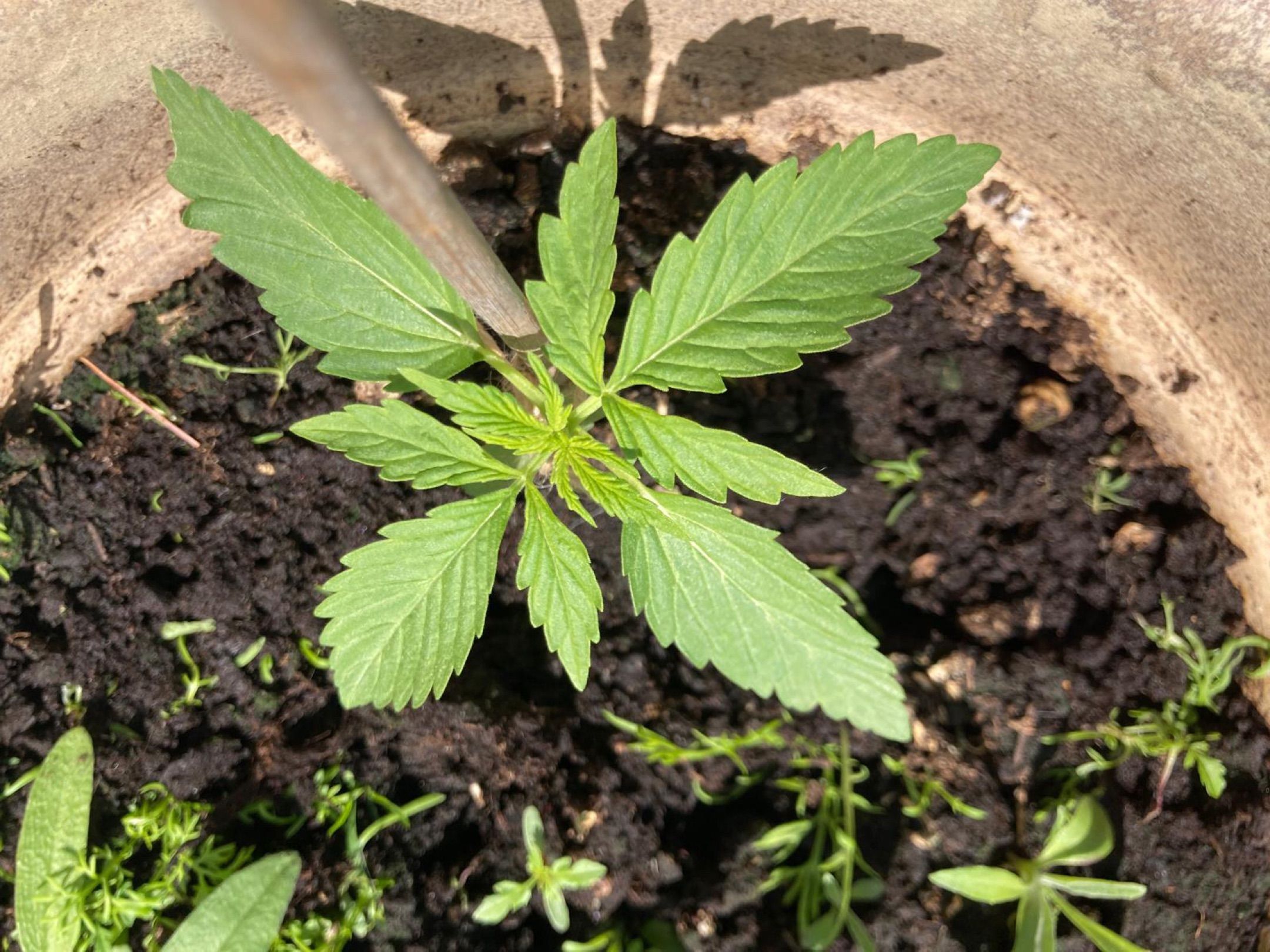 Lemon Wonder Automatic growlog photo 11