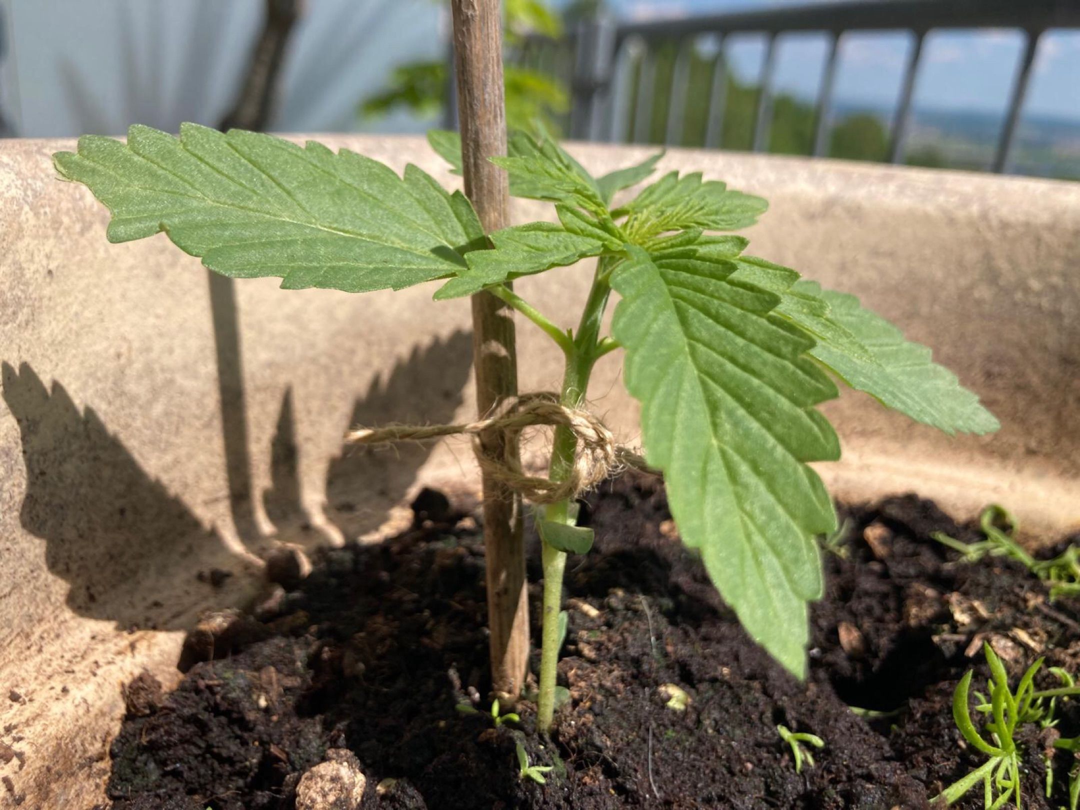 Lemon Wonder Automatic growlog photo 10