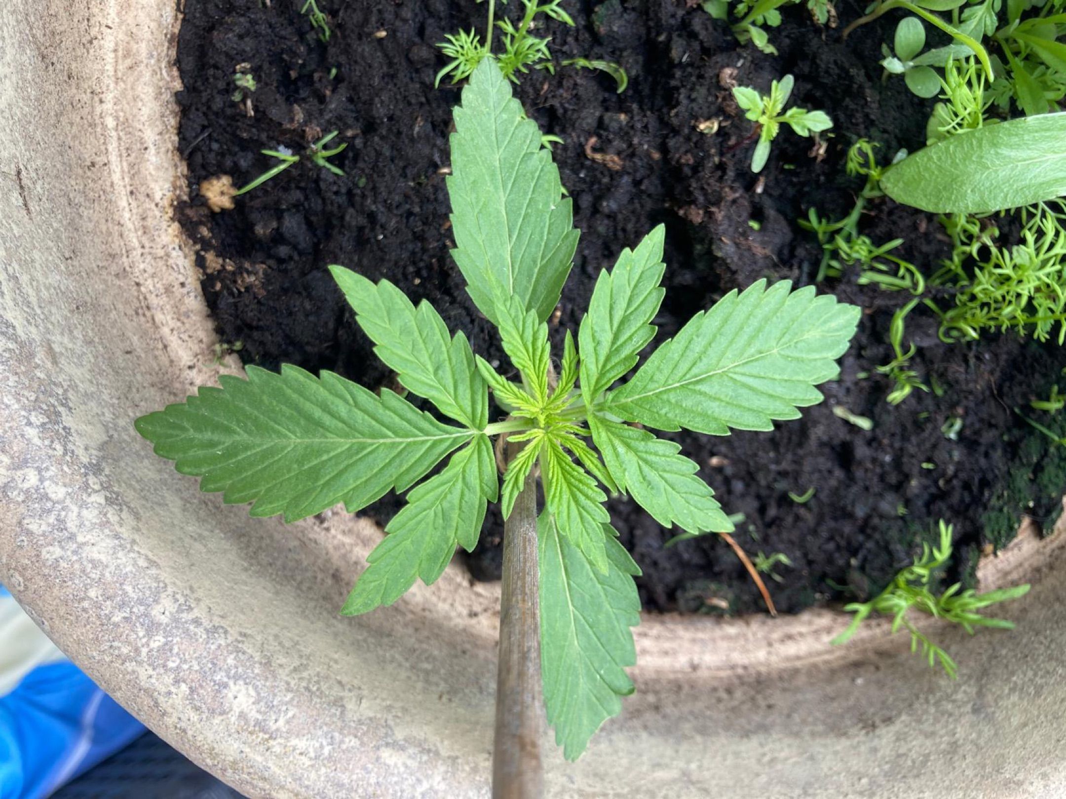 Lemon Wonder Automatic growlog photo 12