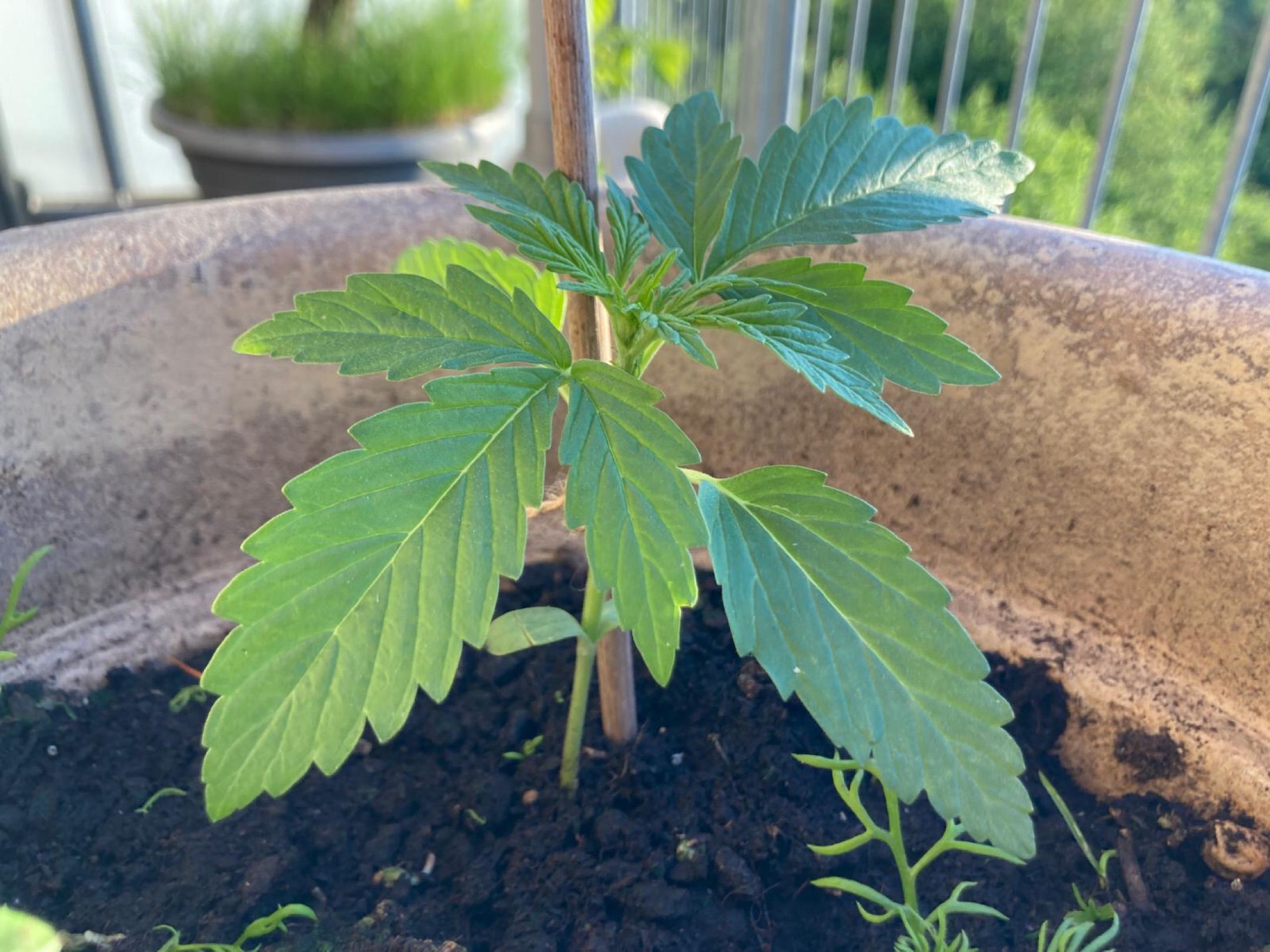 Lemon Wonder Automatic growlog photo 13