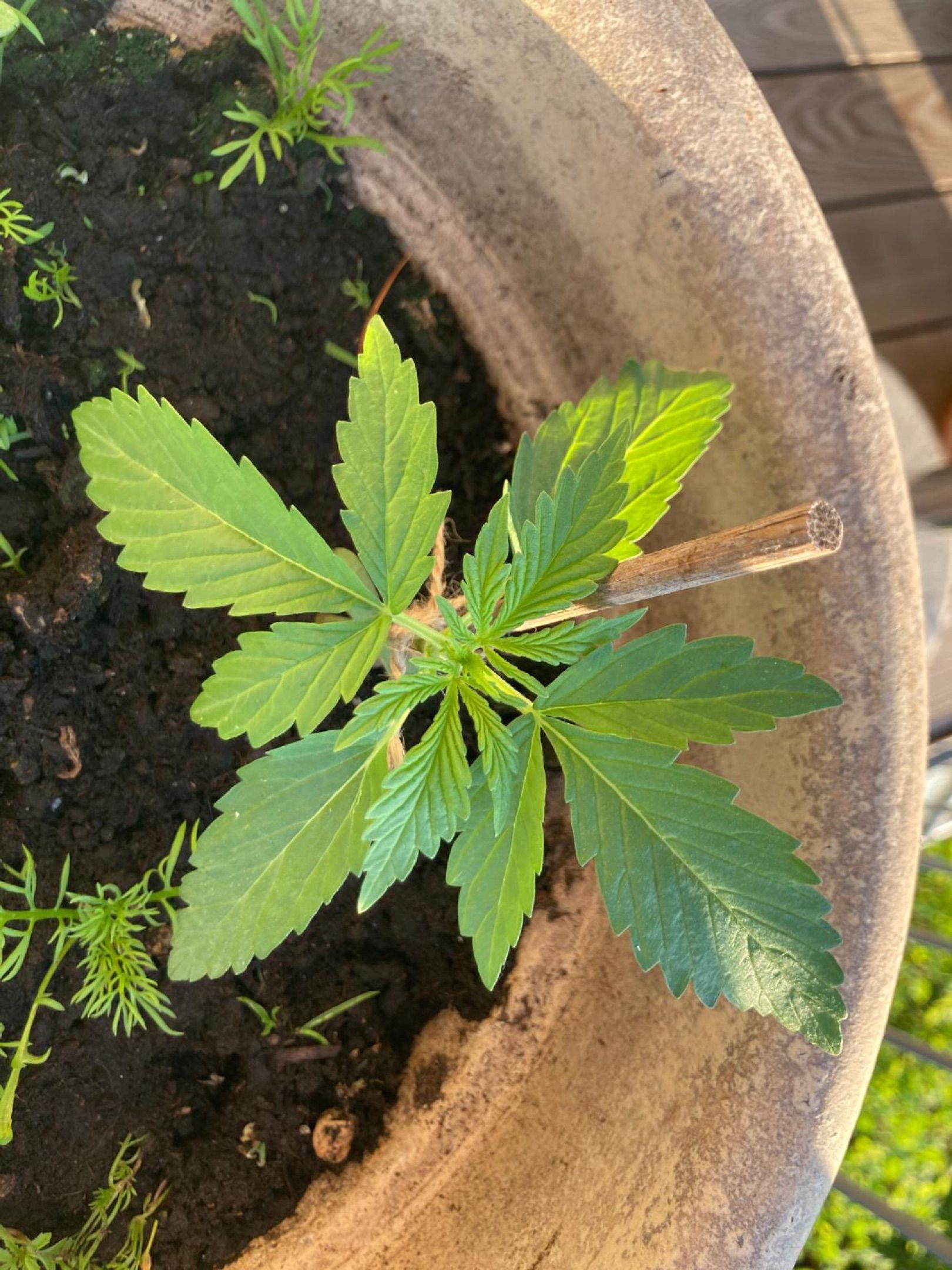 Lemon Wonder Automatic growlog photo 14