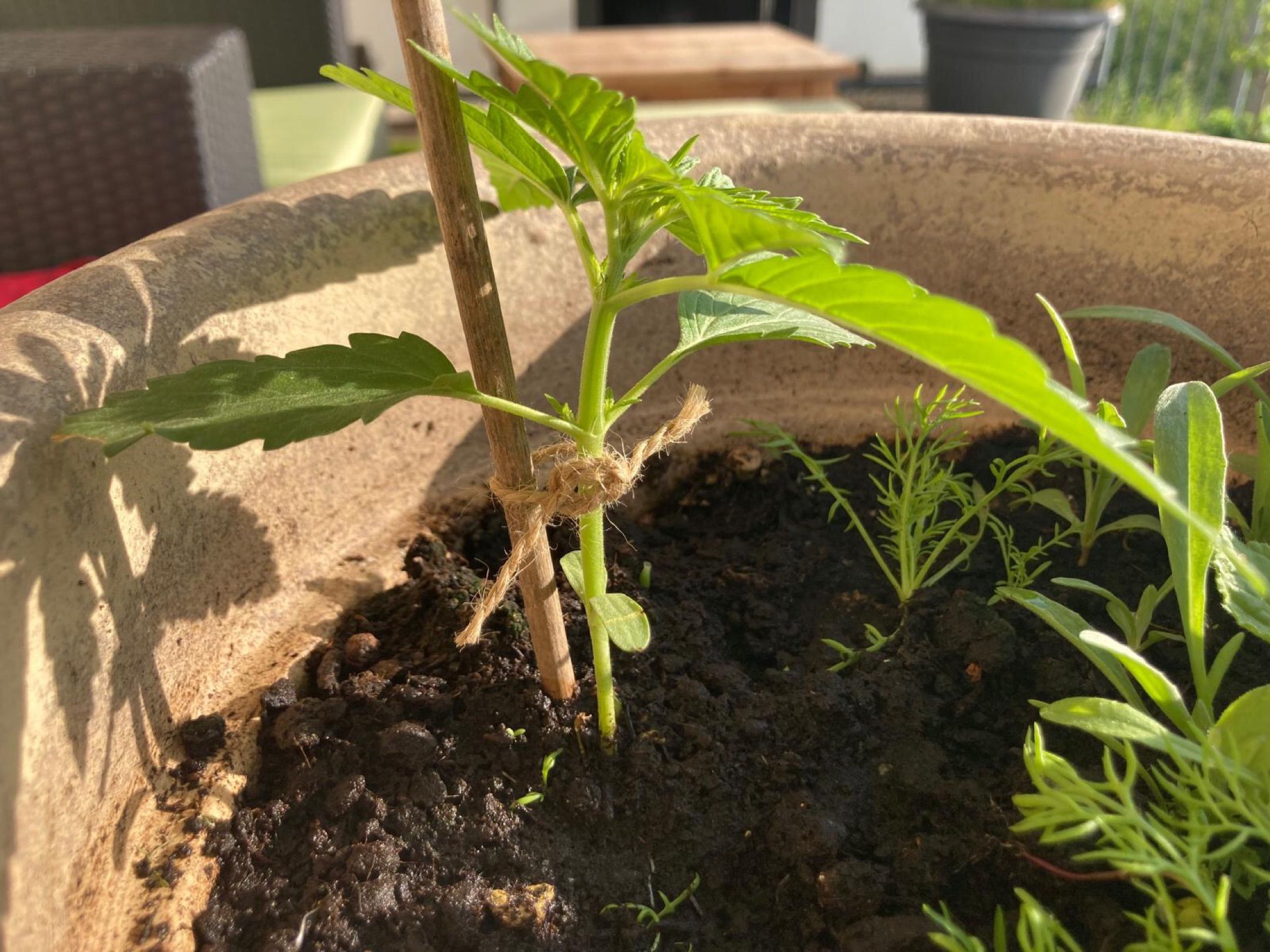 Lemon Wonder Automatic growlog photo 15