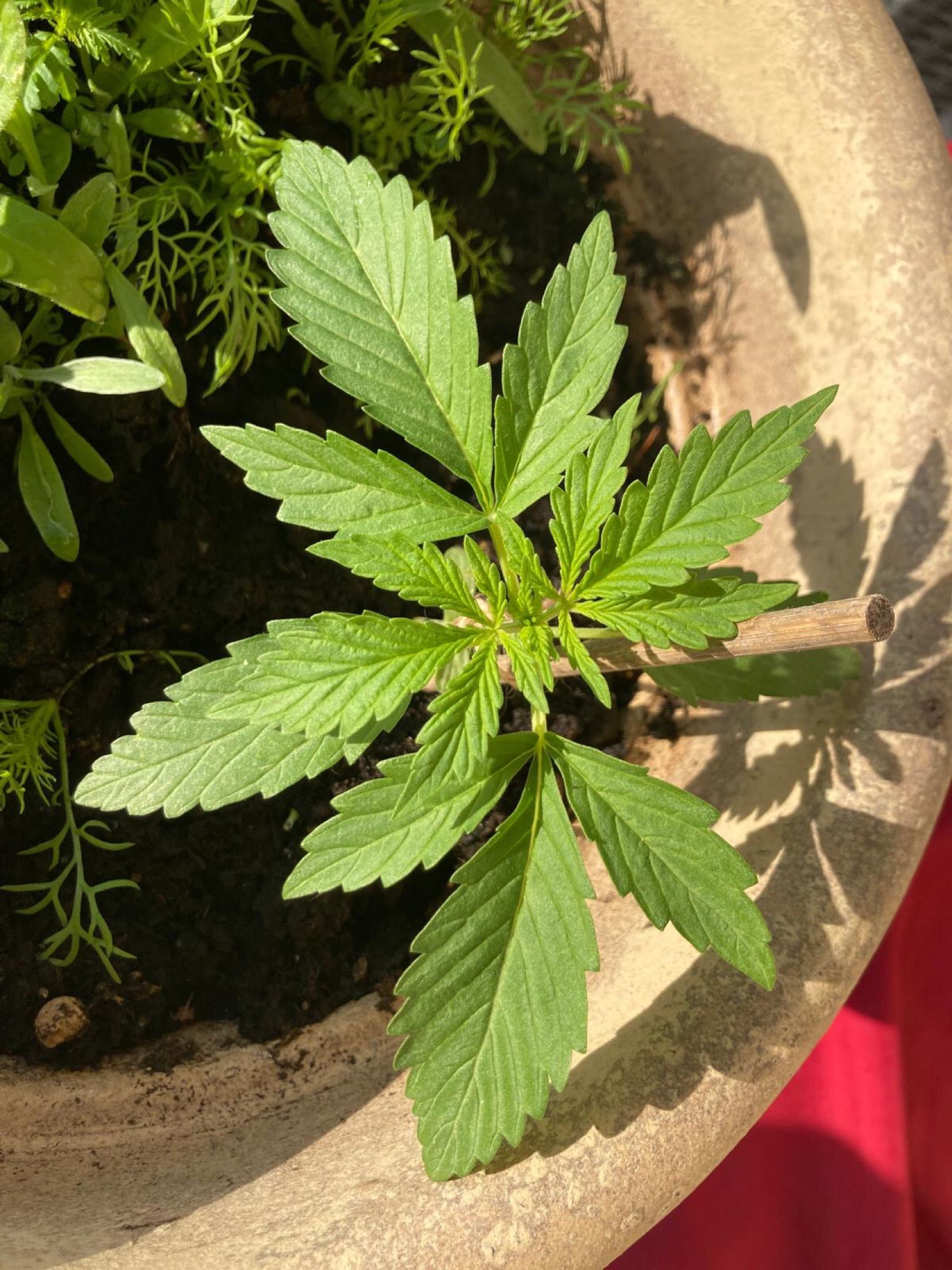 Lemon Wonder Automatic growlog photo 16