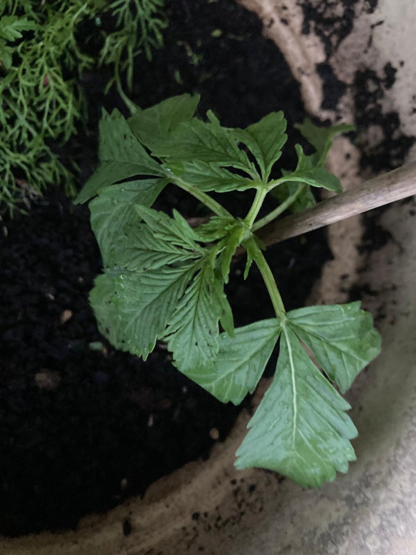 Lemon Wonder Automatic growlog photo 17