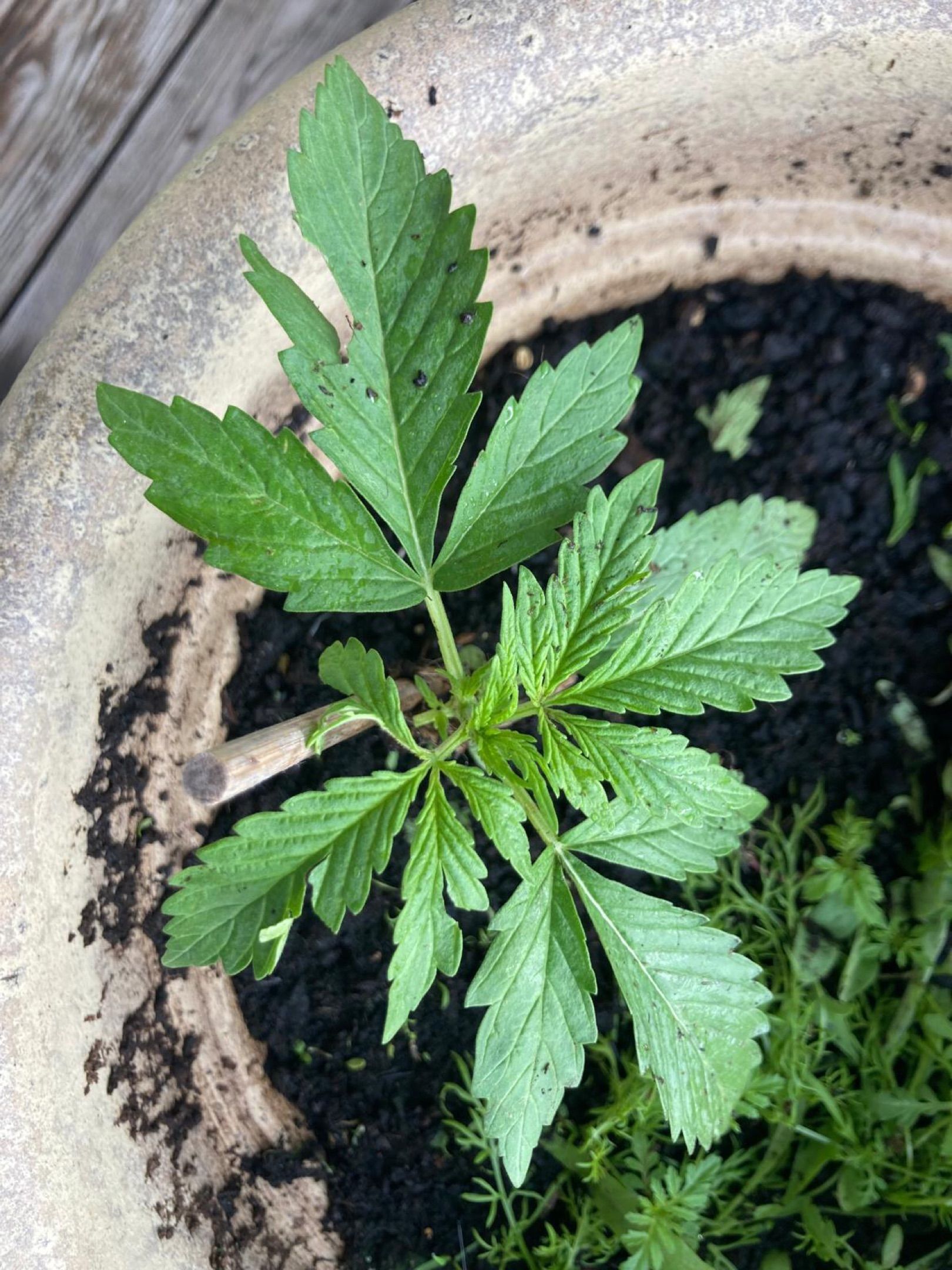 Lemon Wonder Automatic growlog photo 18