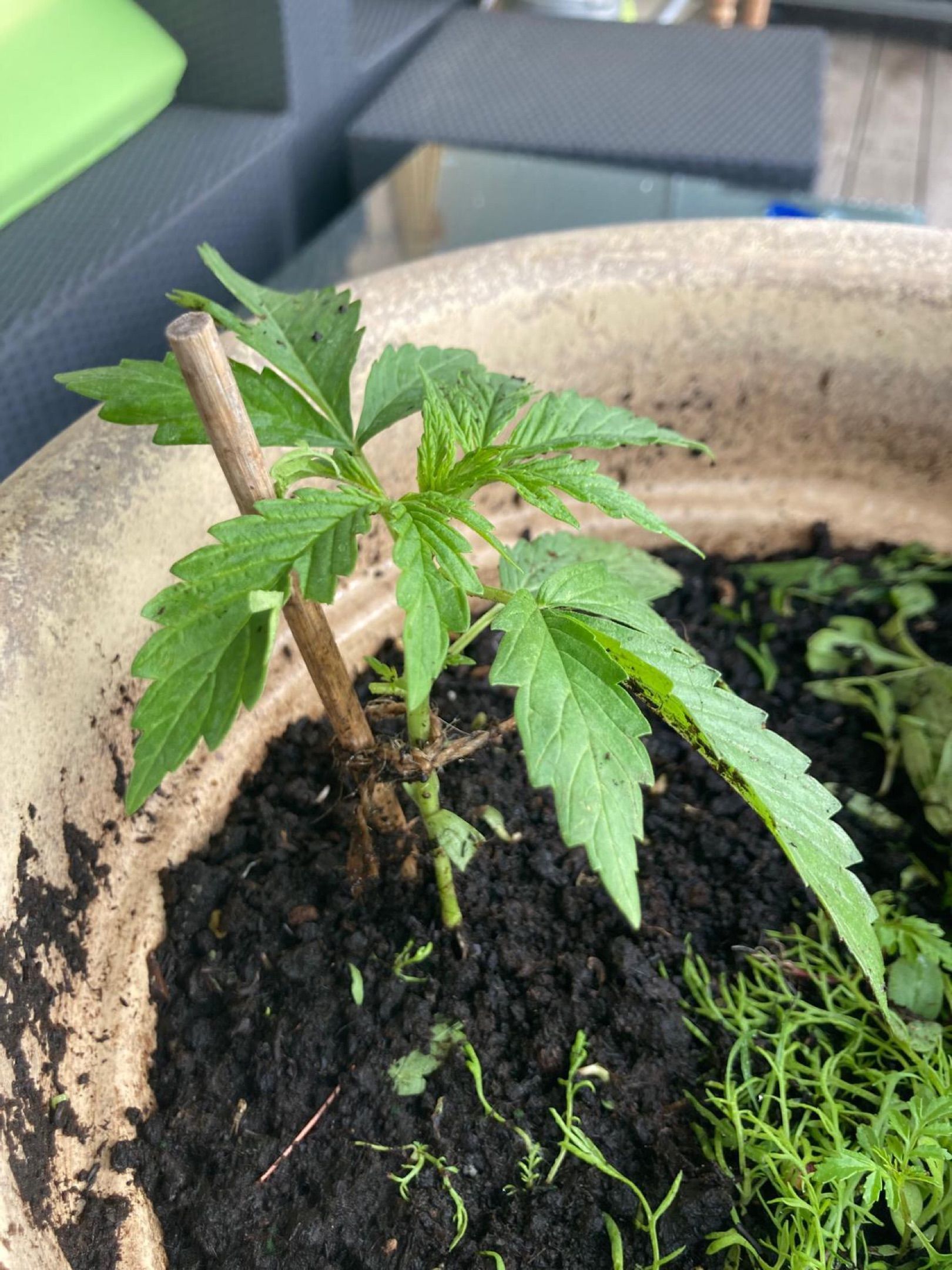 Lemon Wonder Automatic growlog photo 19