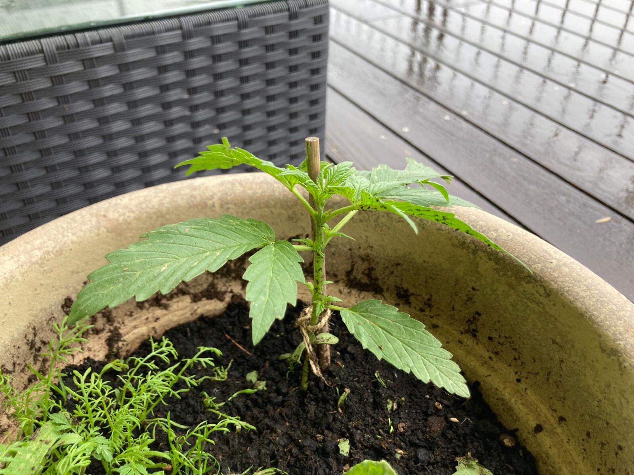 Lemon Wonder Automatic growlog photo 20