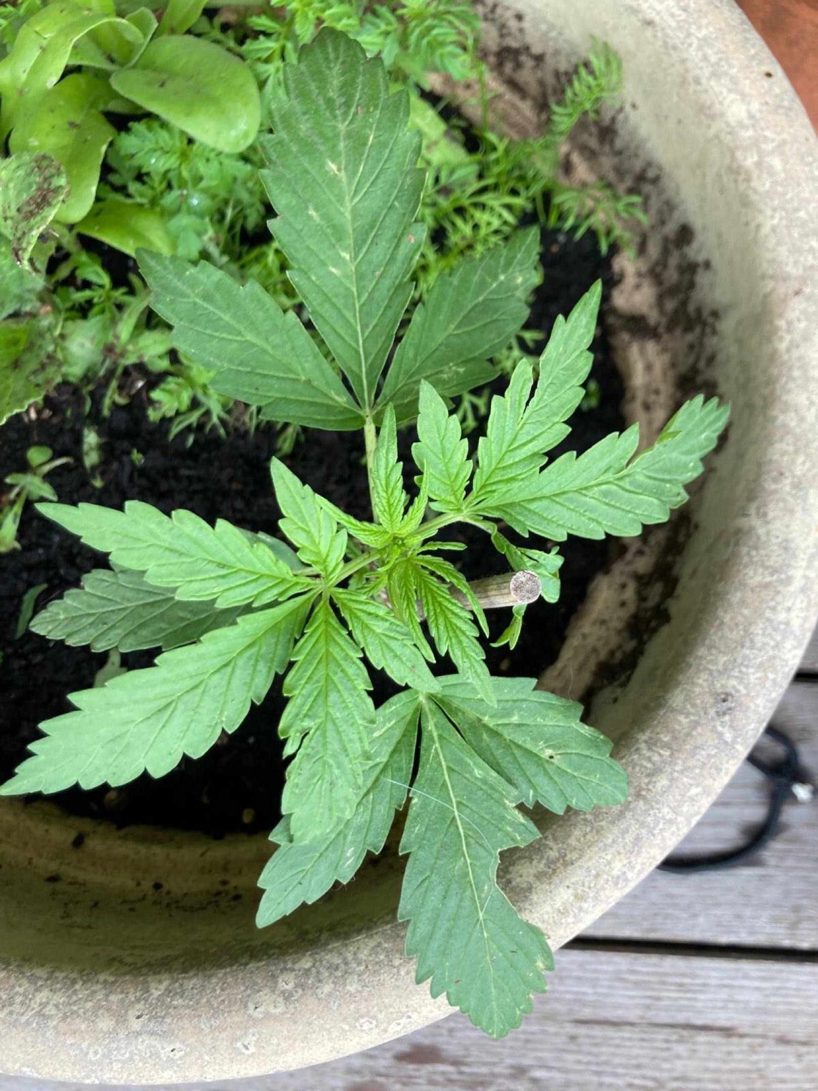 Lemon Wonder Automatic growlog photo 21