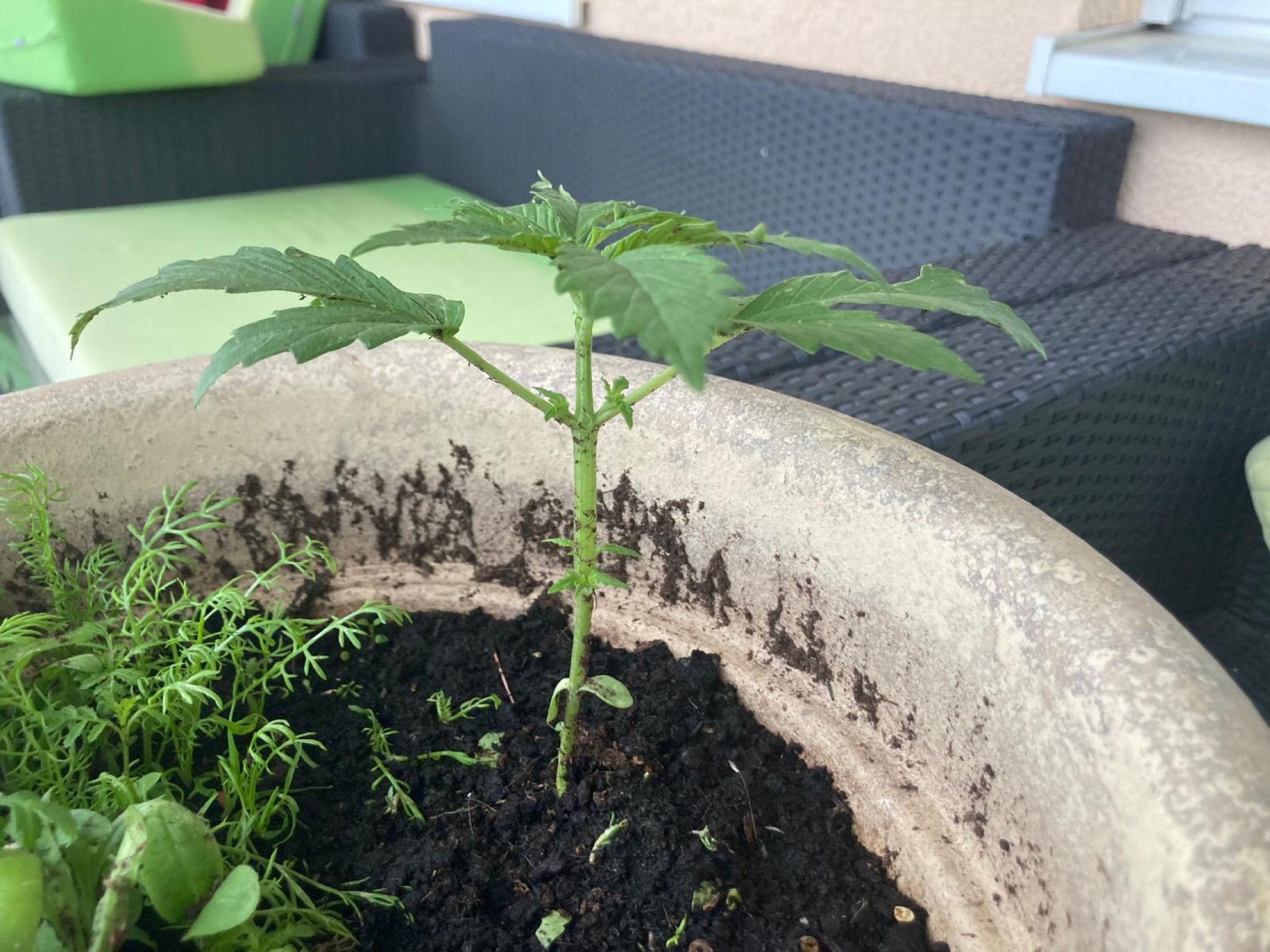 Lemon Wonder Automatic growlog photo 23