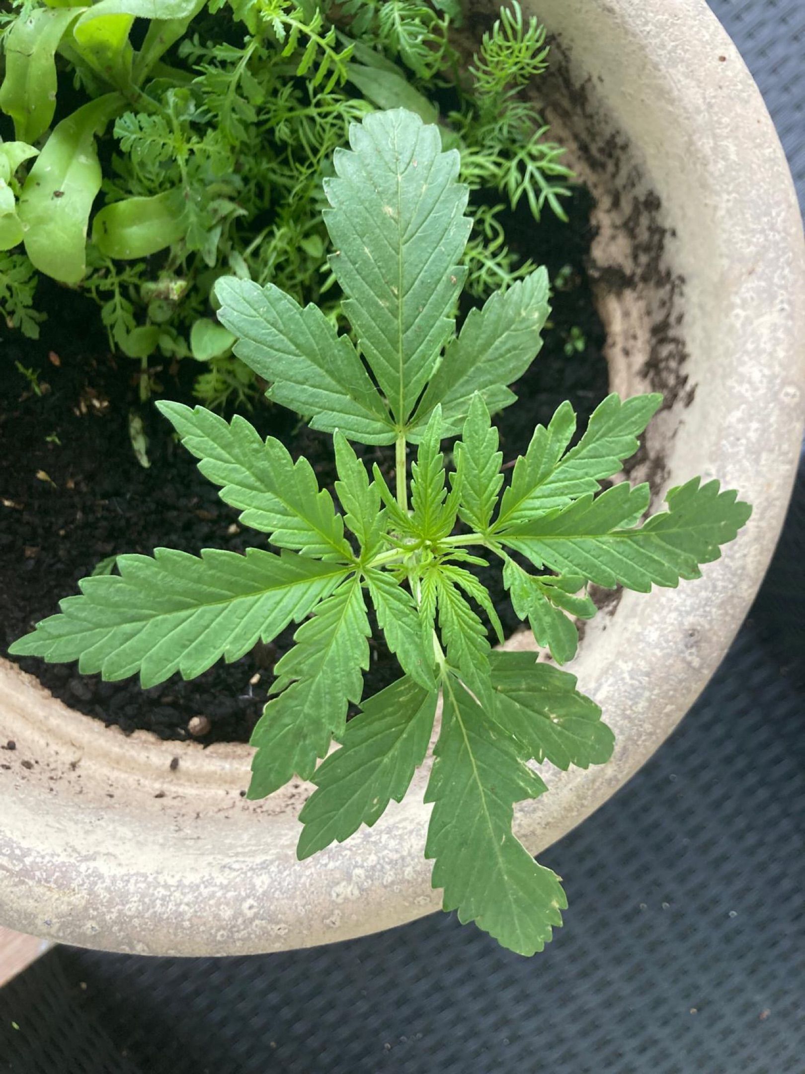 Lemon Wonder Automatic growlog photo 22