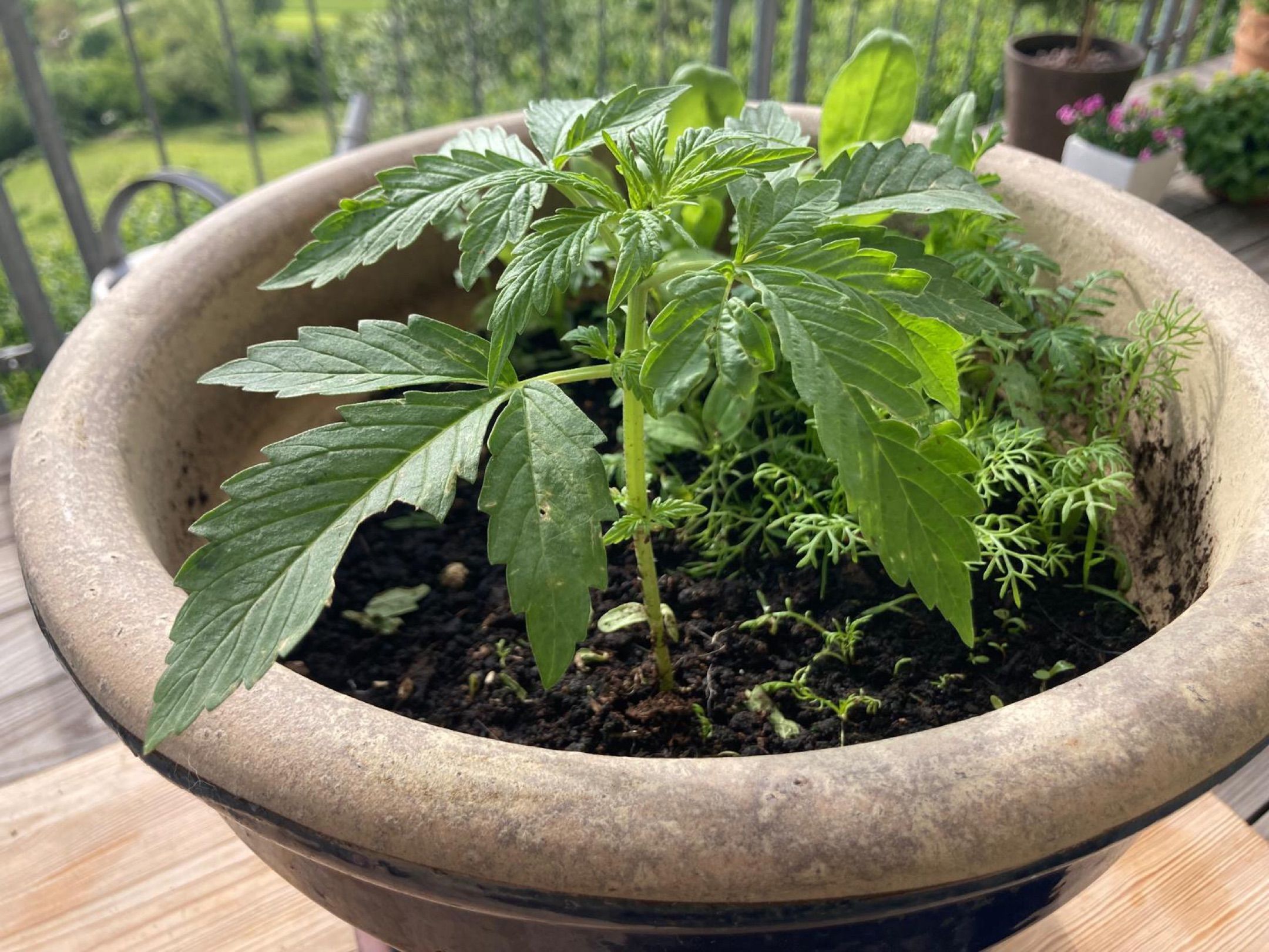 Lemon Wonder Automatic growlog photo 24