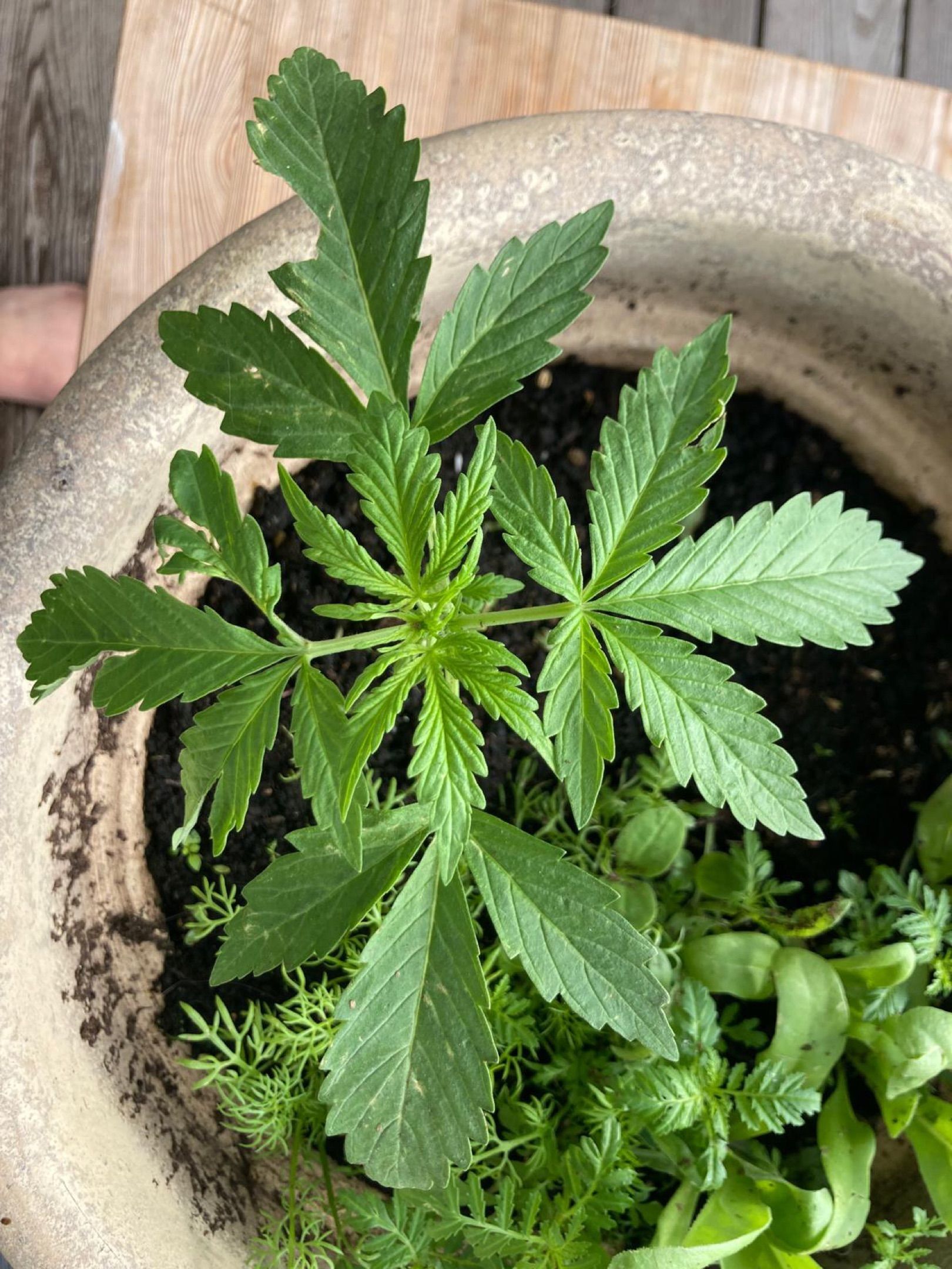 Lemon Wonder Automatic growlog photo 25