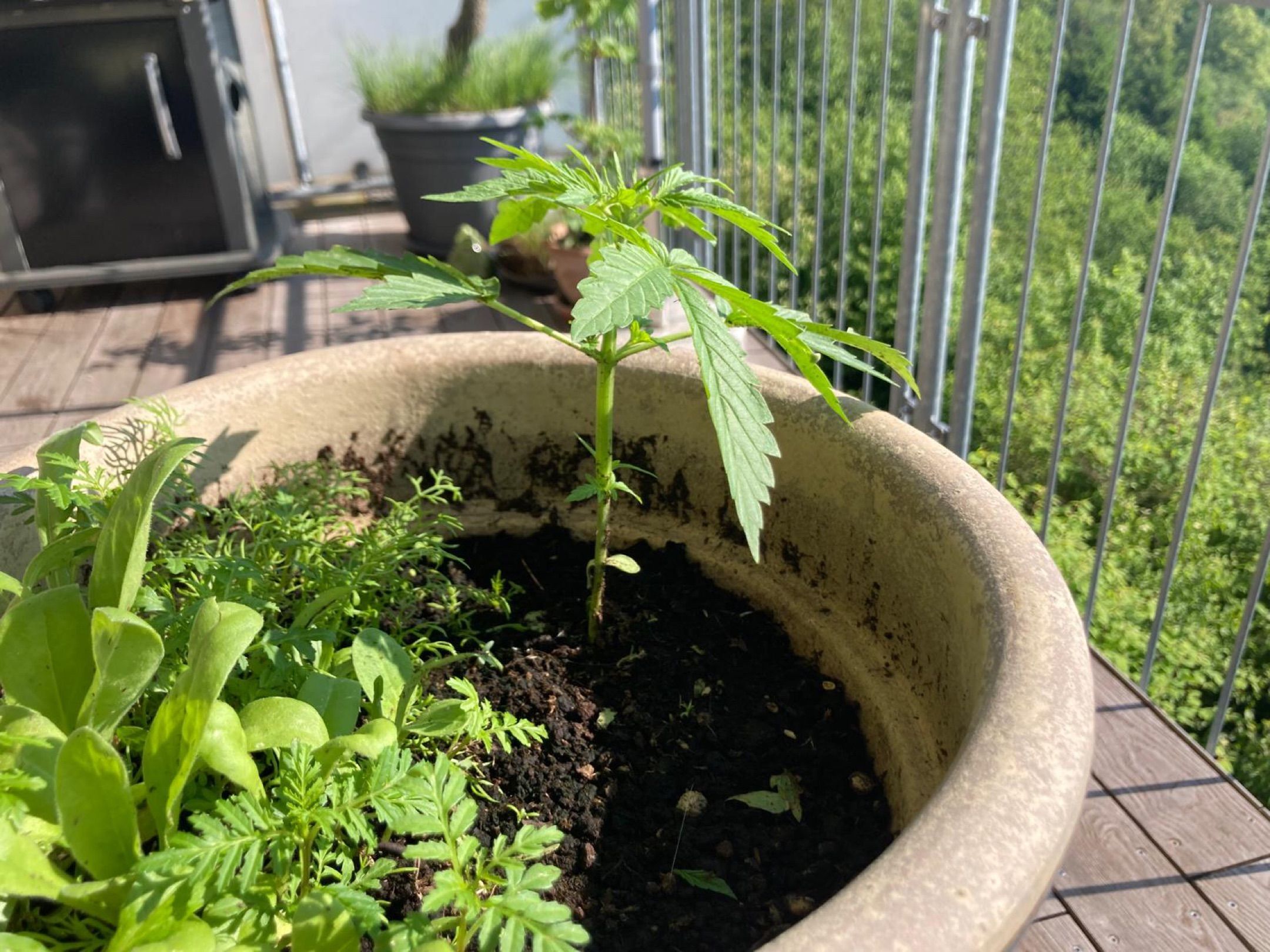 Lemon Wonder Automatic growlog photo 26