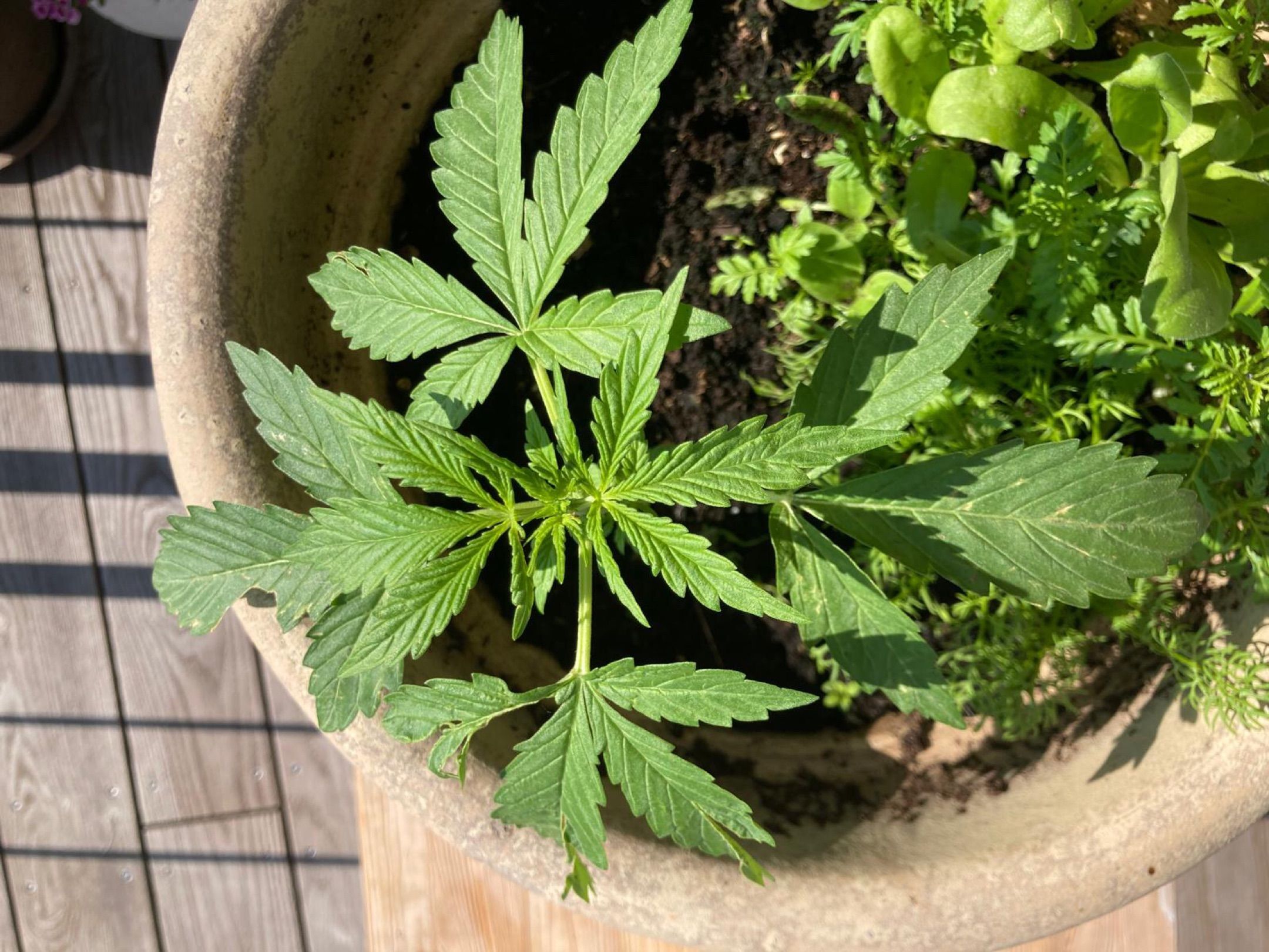 Lemon Wonder Automatic growlog photo 27