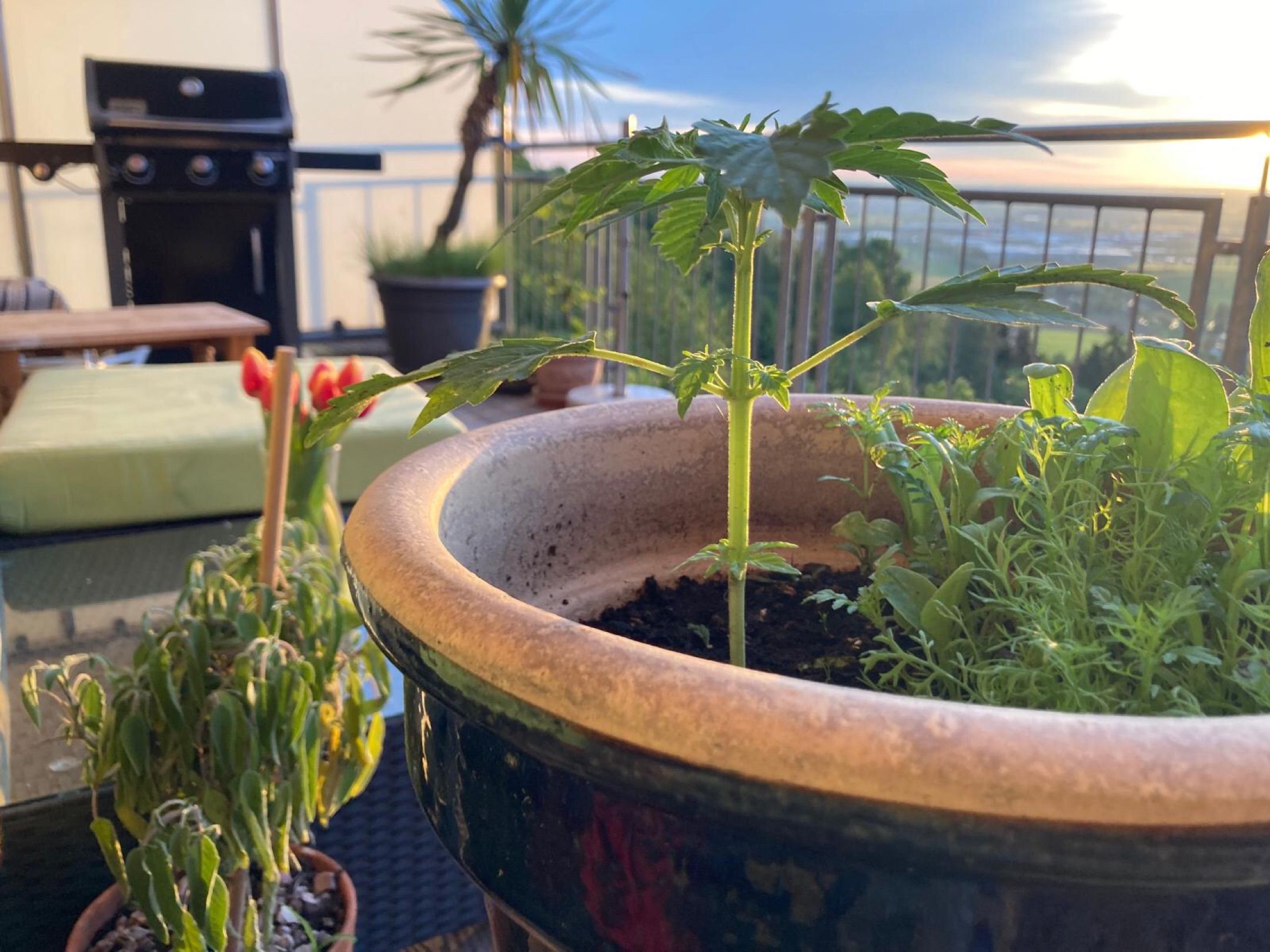 Lemon Wonder Automatic growlog photo 28